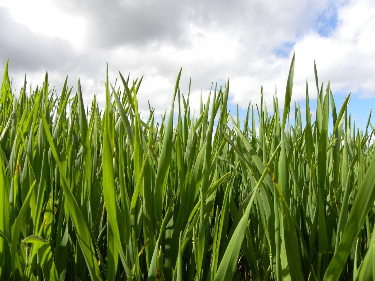 EU law on 'new genomic techniques' for plants a step closer