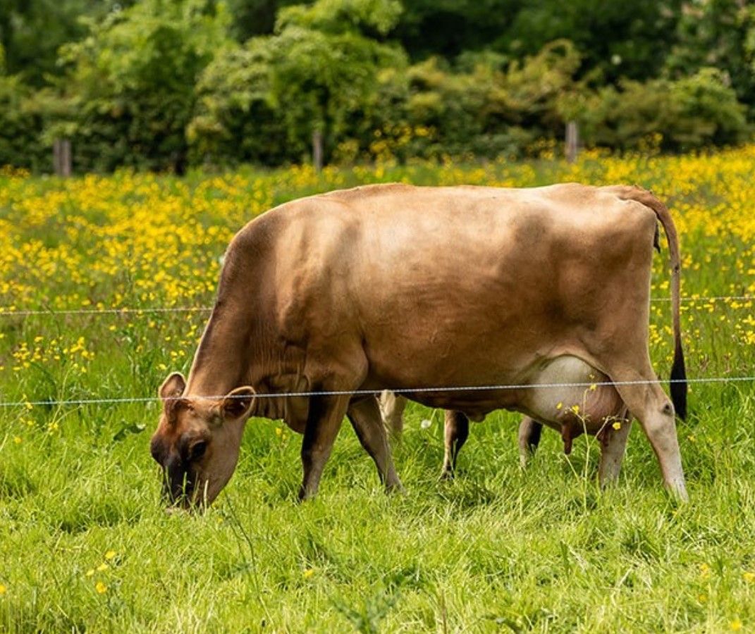 Airfield Estate working farm to host 'taster' sessions for businesses