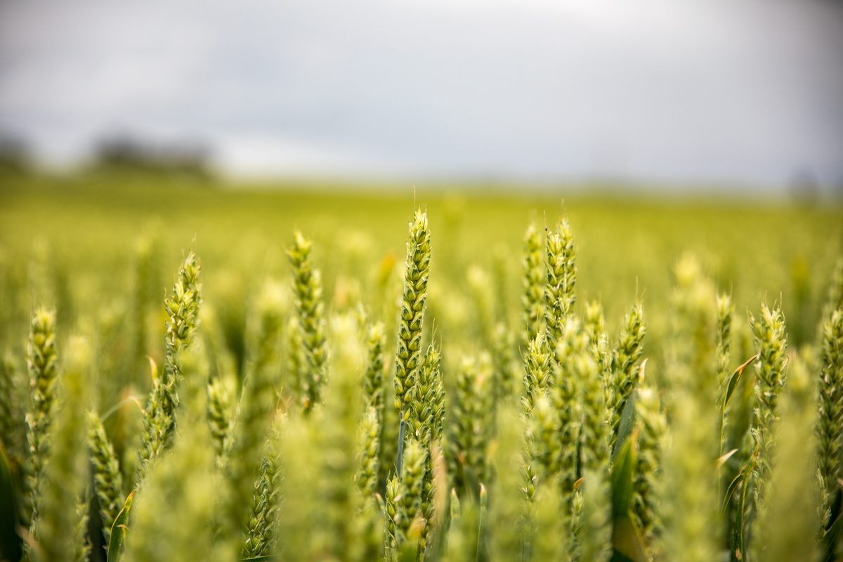 Could variety selection solve Ireland's septoria problem?