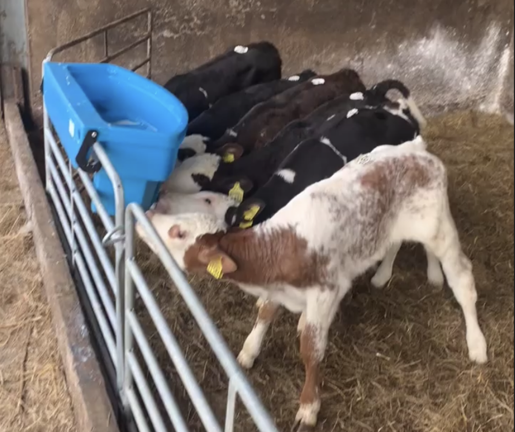Ventilation is key when using old shed to rear calves