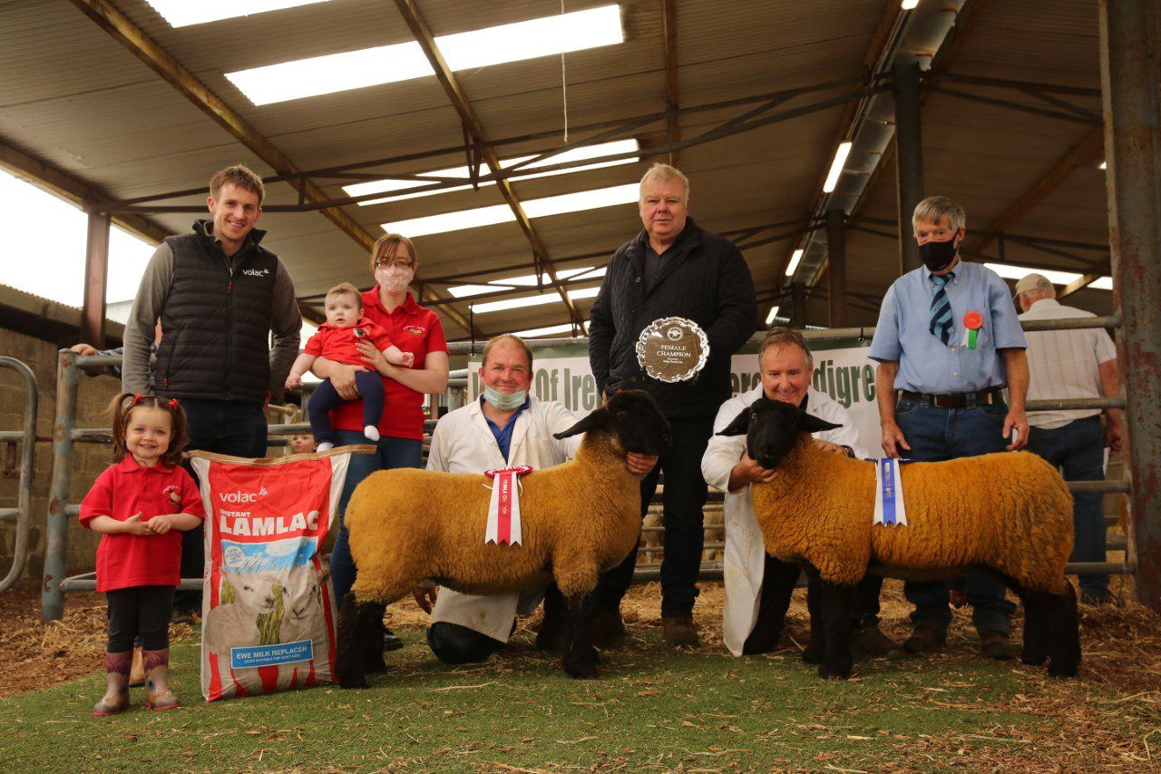 Club's 51st pedigree Suffolk show and sale this weekend