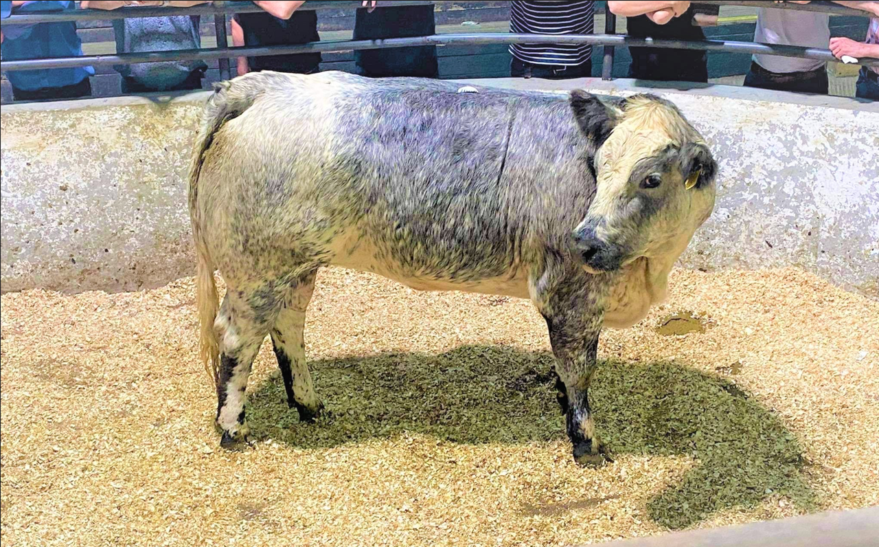 Mart report: Top trade at Ballyjamesduff suckler-bred heifer sale