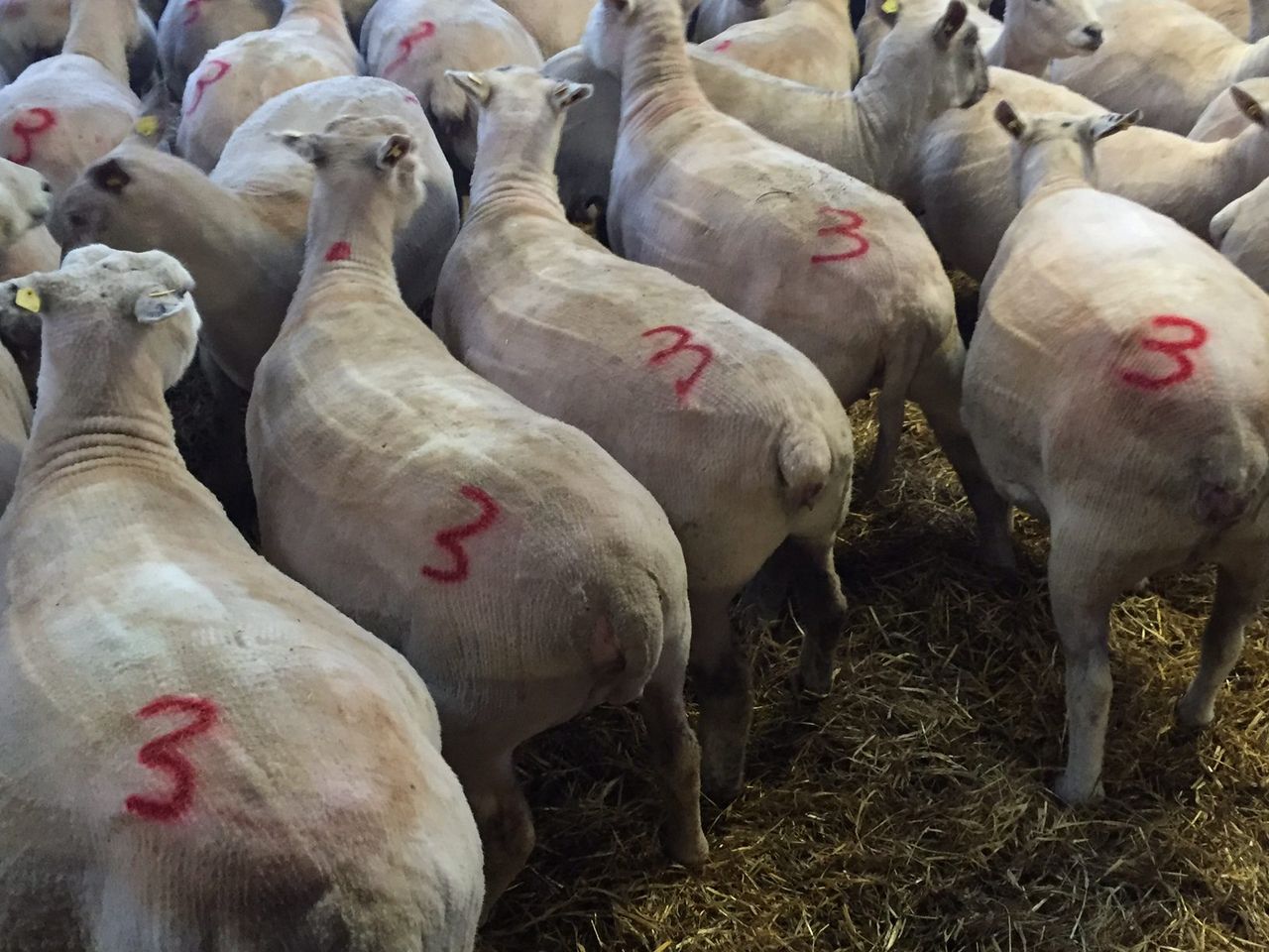Late pregnancy nutrition: Have you tested your silage?