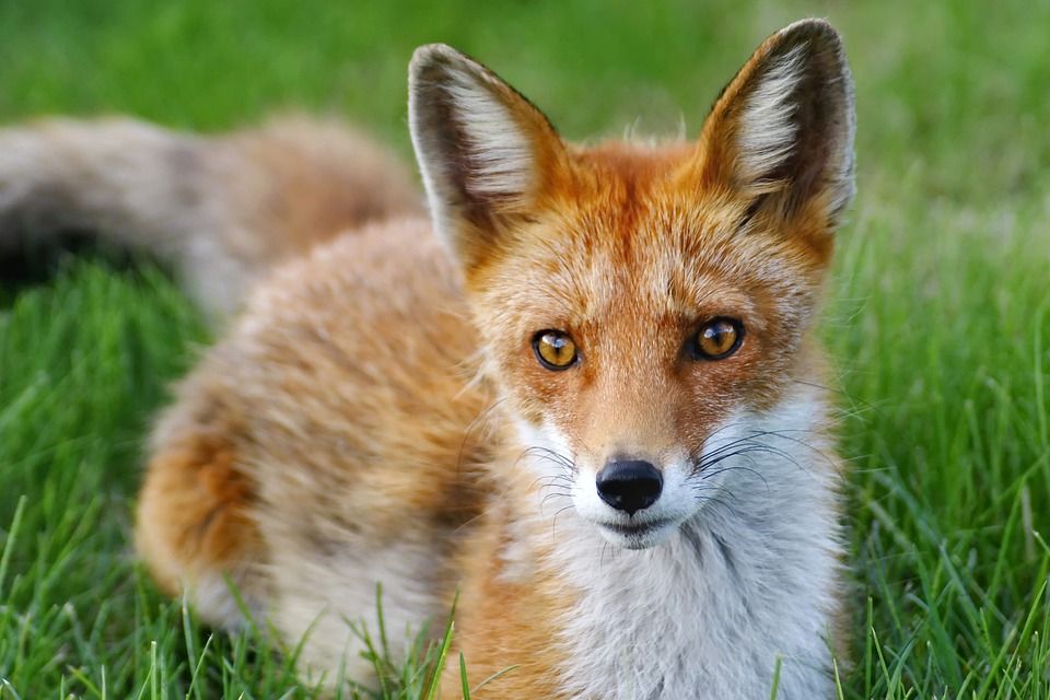 Bird flu detected in foxes in France - WOAH