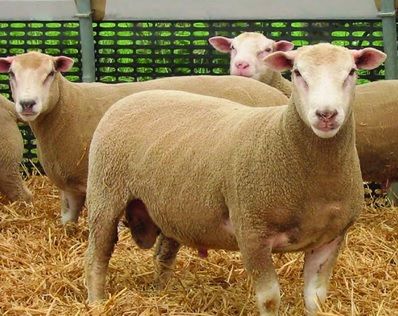 Meatlinc sheep breed showcased for the first time in Ireland