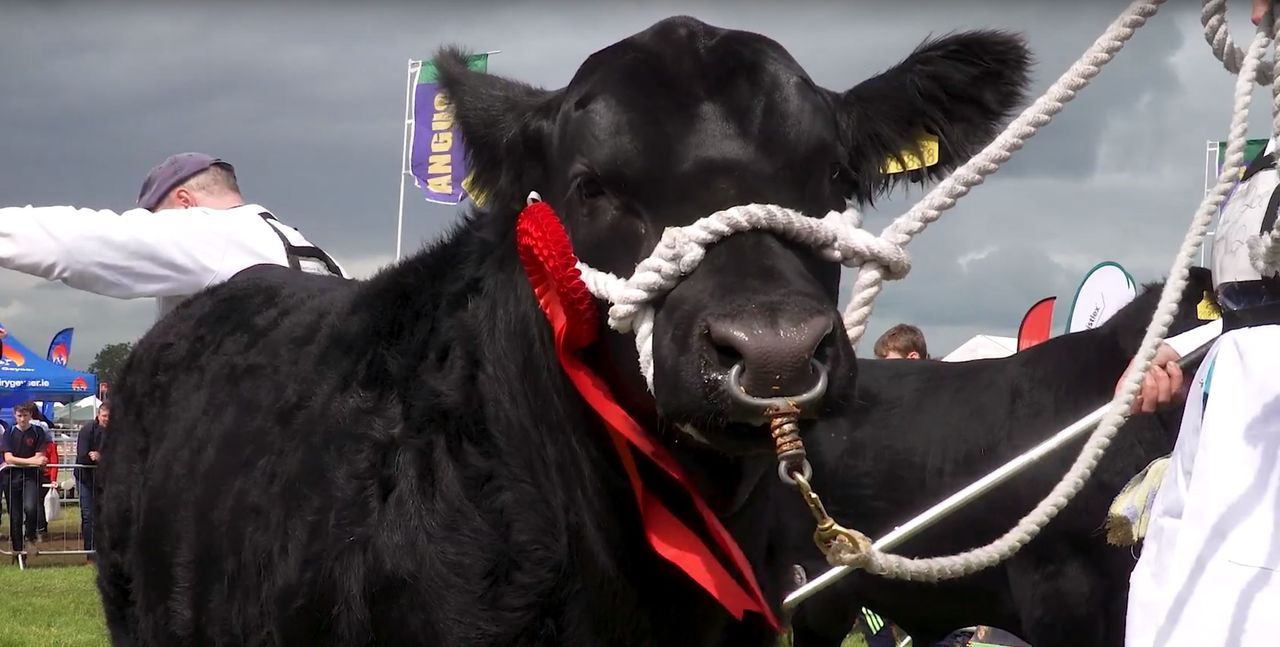 Irish Aberdeen Angus Association appoints new general manager