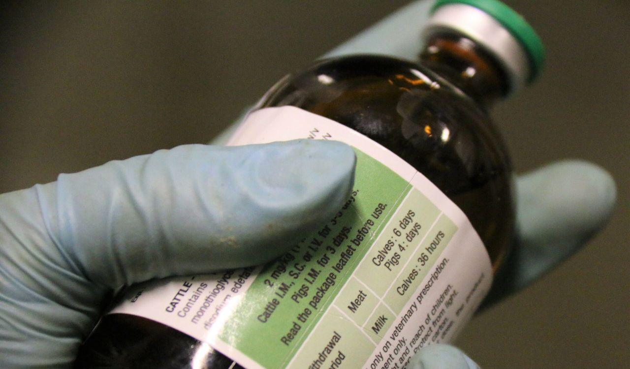 UK's pig industry halves antibiotic use in just 2 years