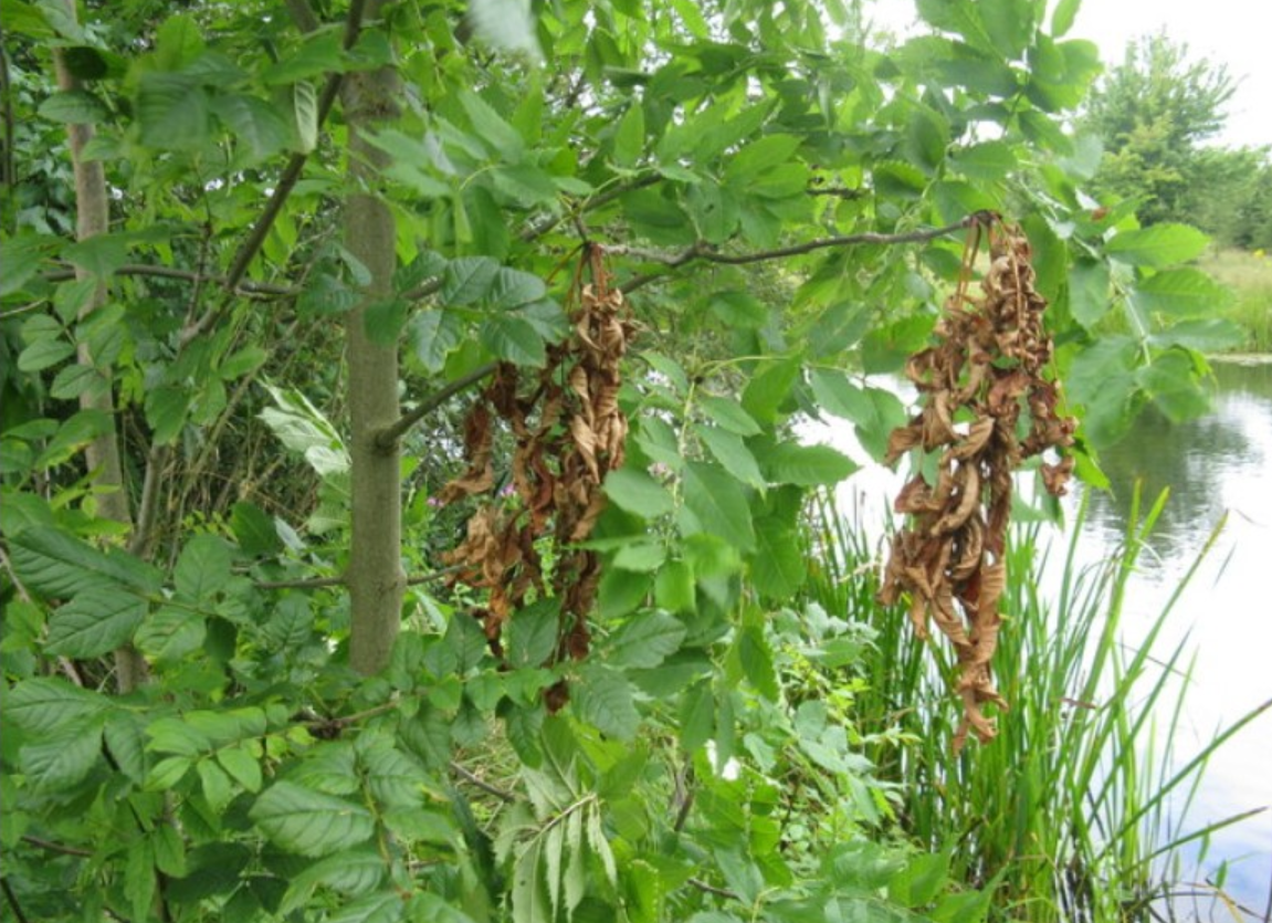 Ash dieback: DAFM to review site clearance costs