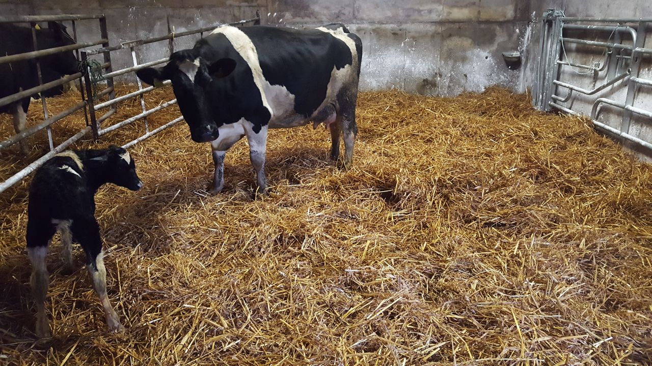 The calving season can be a busy and stressful time of the year on farms