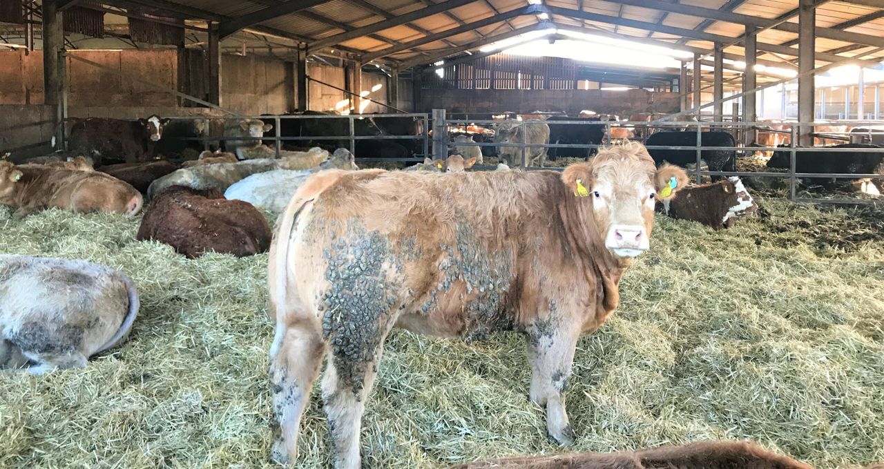 What factors influence cattle cleanliness during housing?