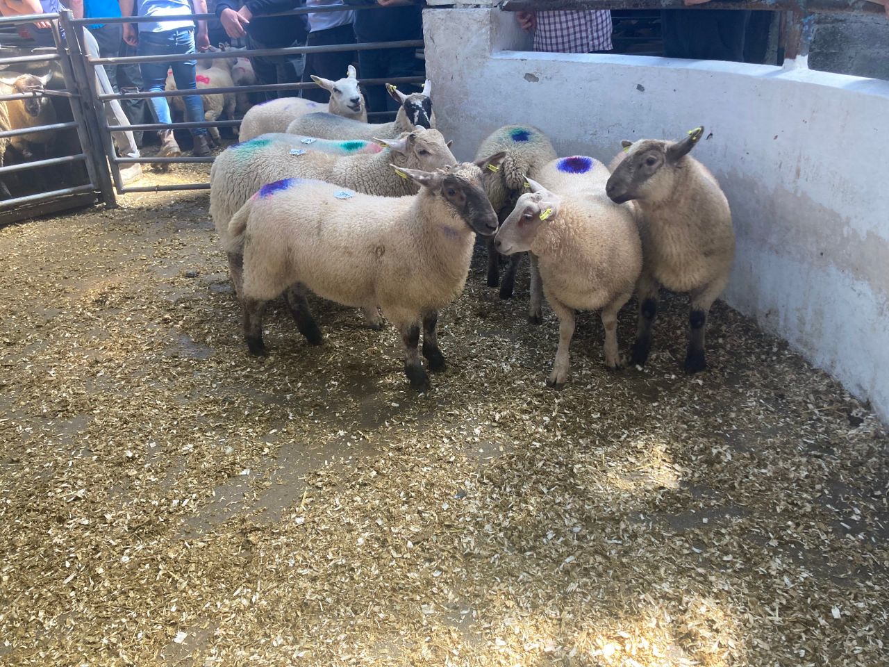 Sheep marts: No let up in demand for lambs