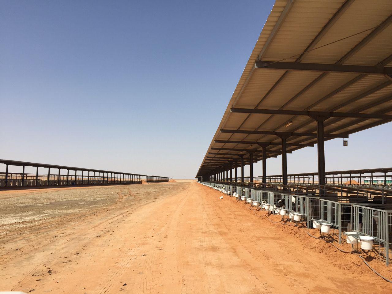 Pics: Milking 22,500 cows in the Saudi Arabian desert - Agriland.ie