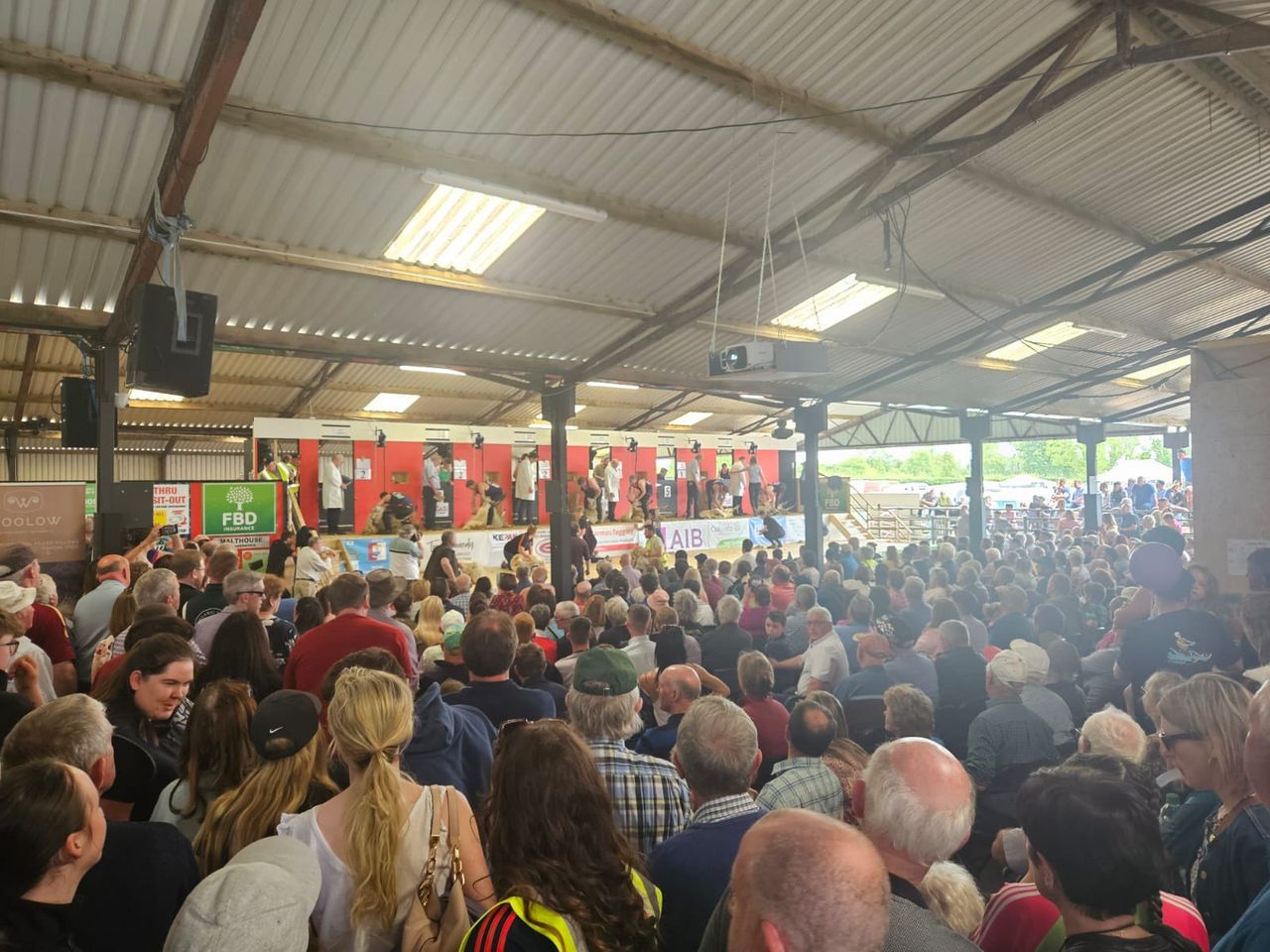 Watch: Sheep shearing championships at Mountbellew