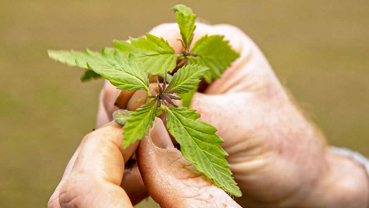 Businesses must be aware of legalities when selling hemp food products - FSAI