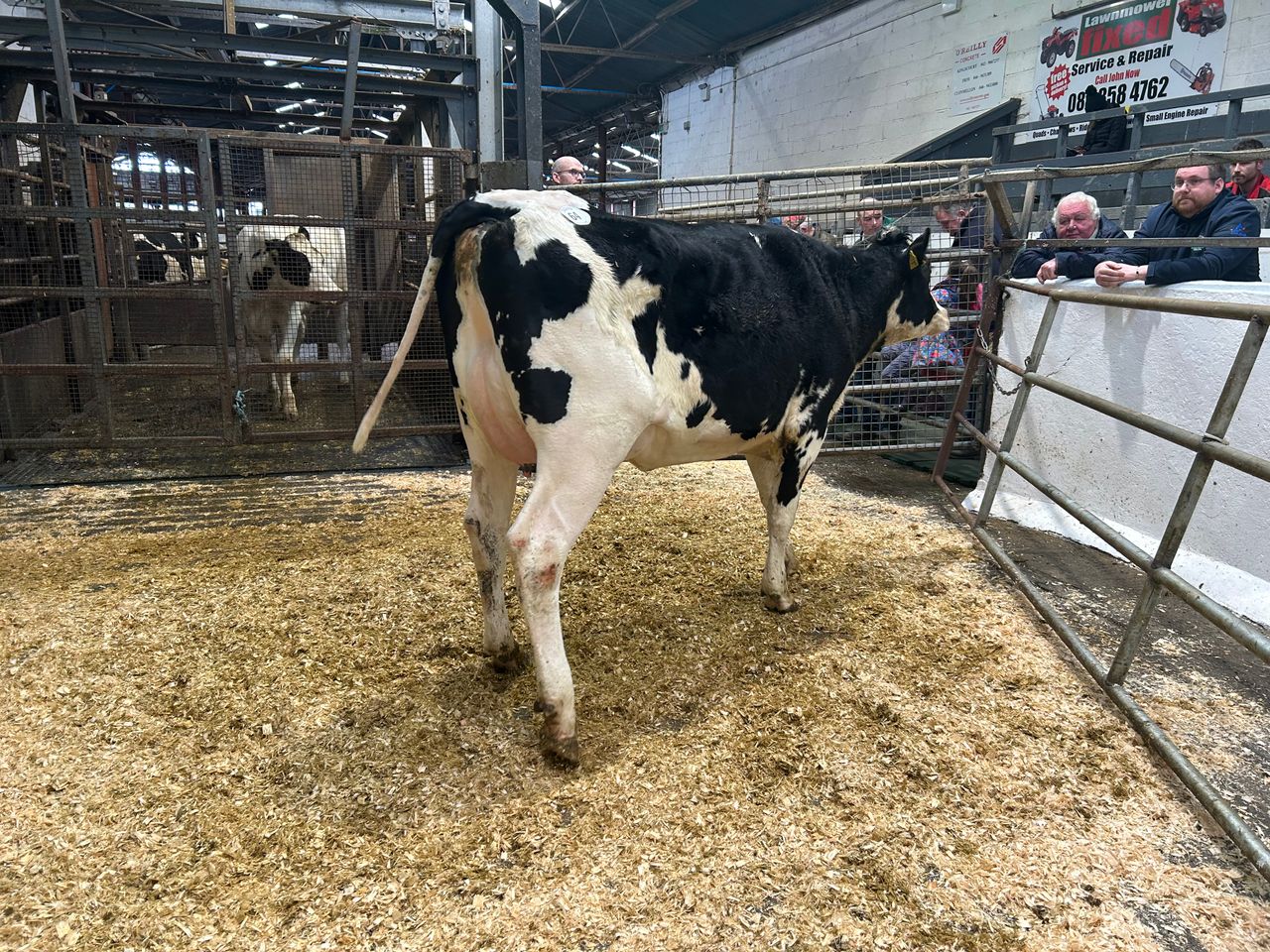 In pictures: Taaffe Auctions' 139th Carnaross dairy sale