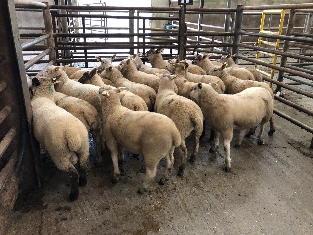 Sheep trade: Lamb quotes slip once again