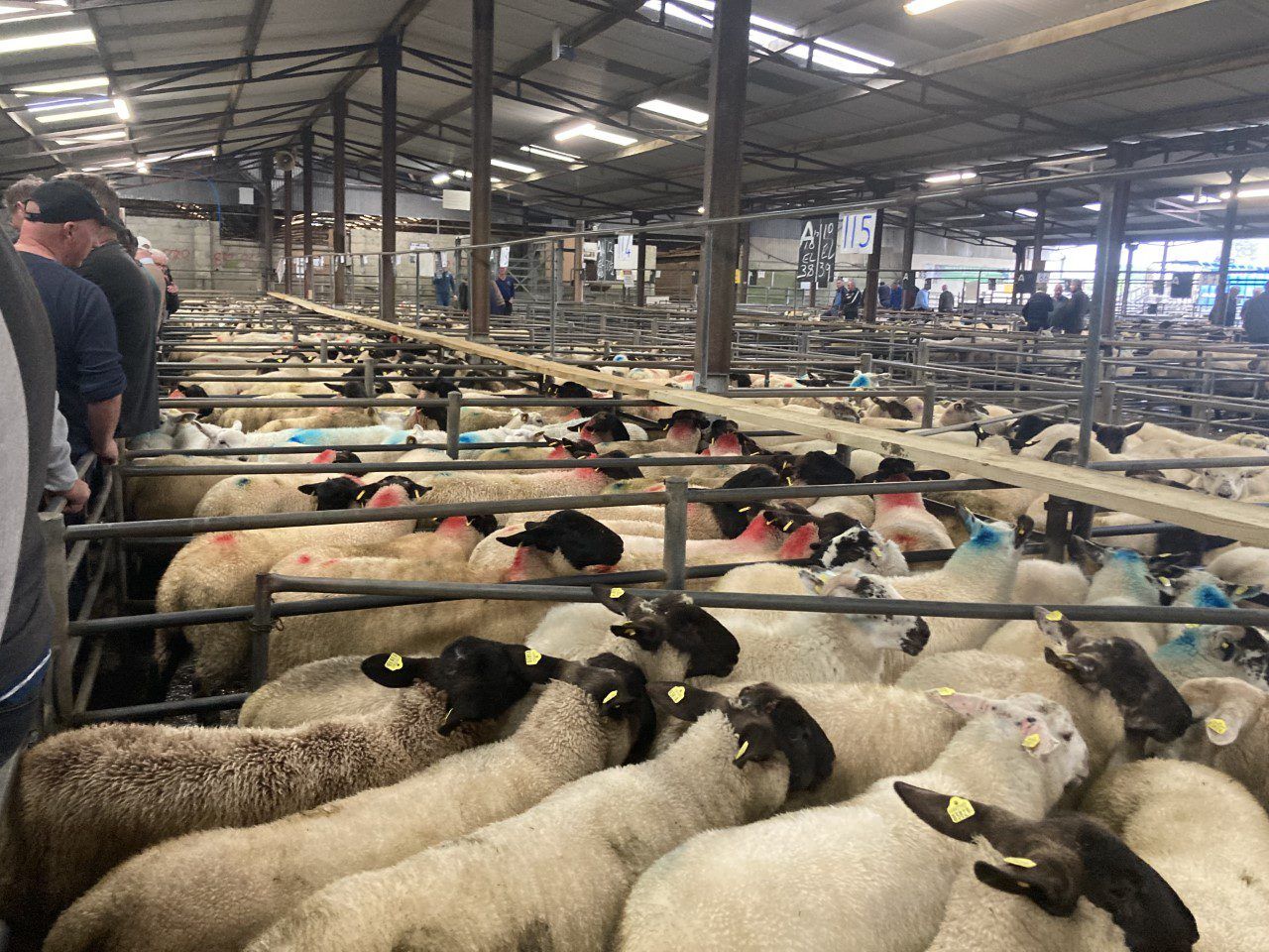 Pics and prices: Store lambs dominate the trade in Tuam