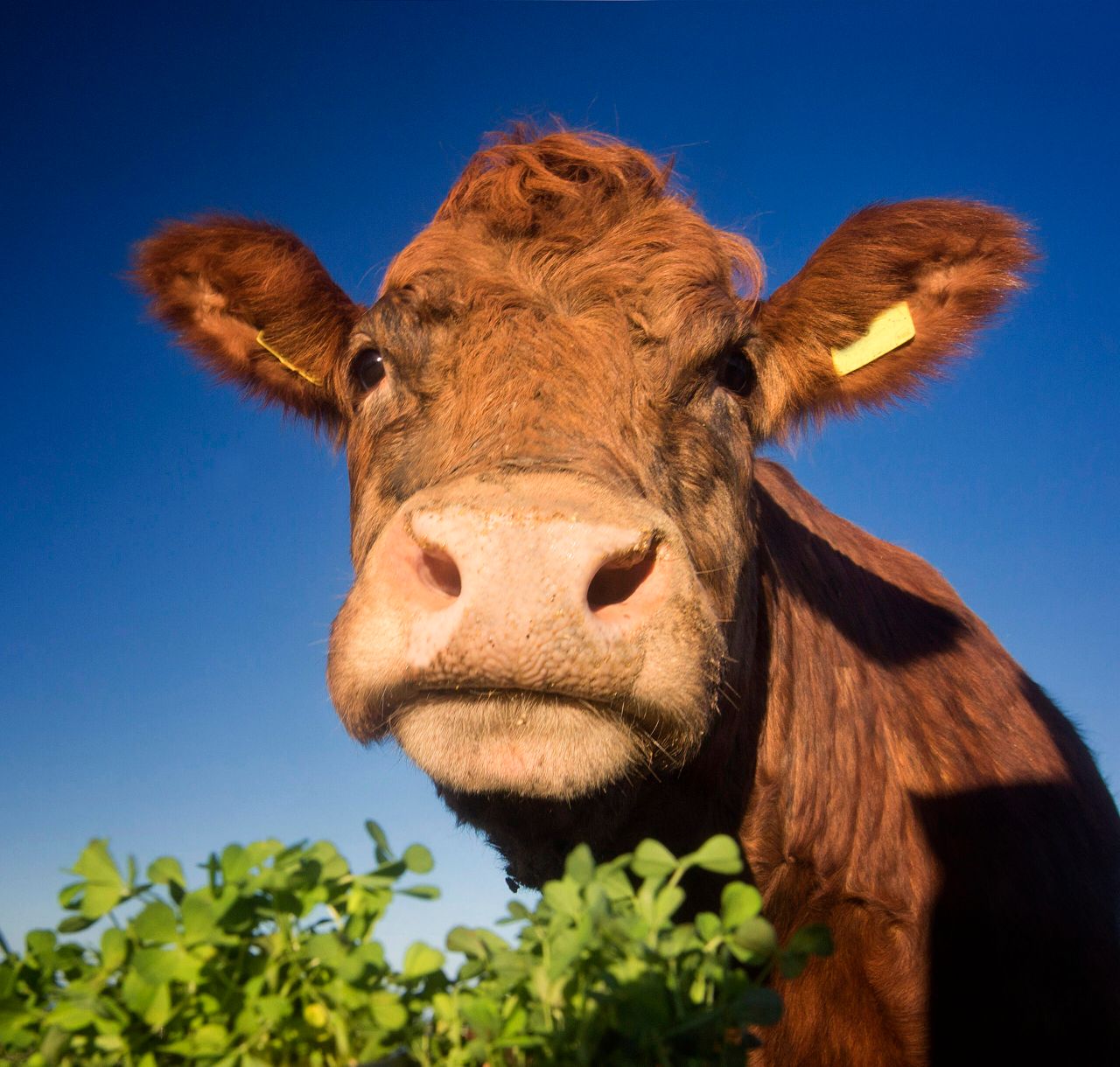 Foyle Group sends first Irish beef order stateside in time for St Patrick’s Day