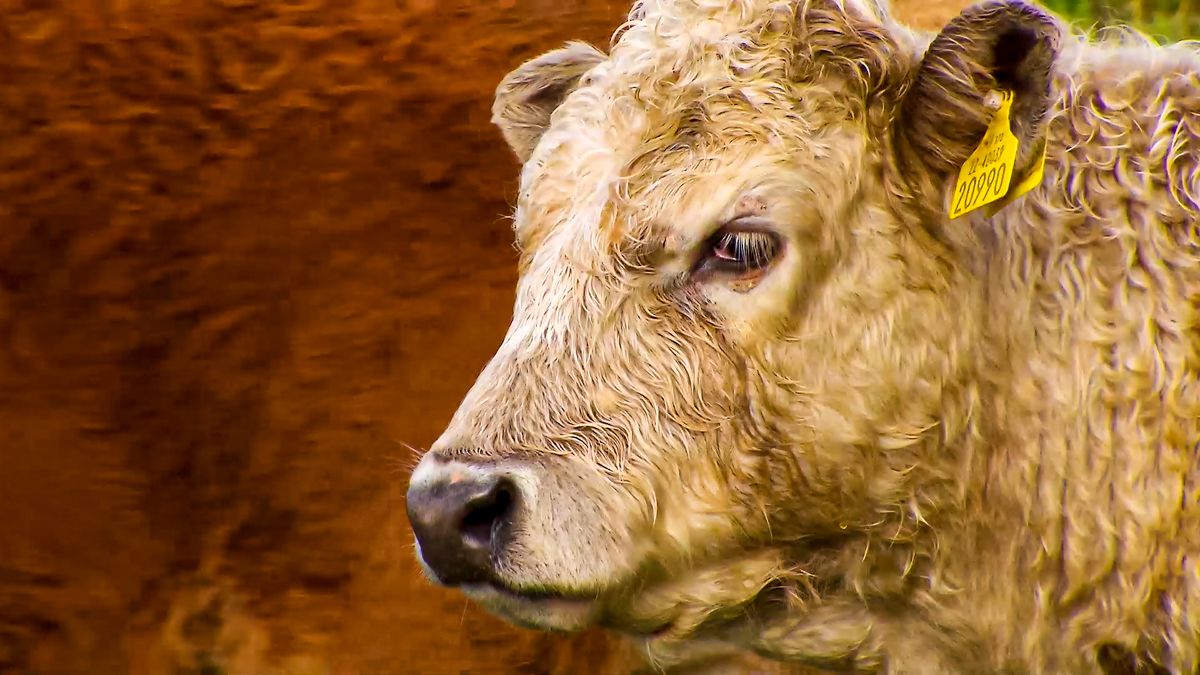 €50 million beef support scheme: The key points so far