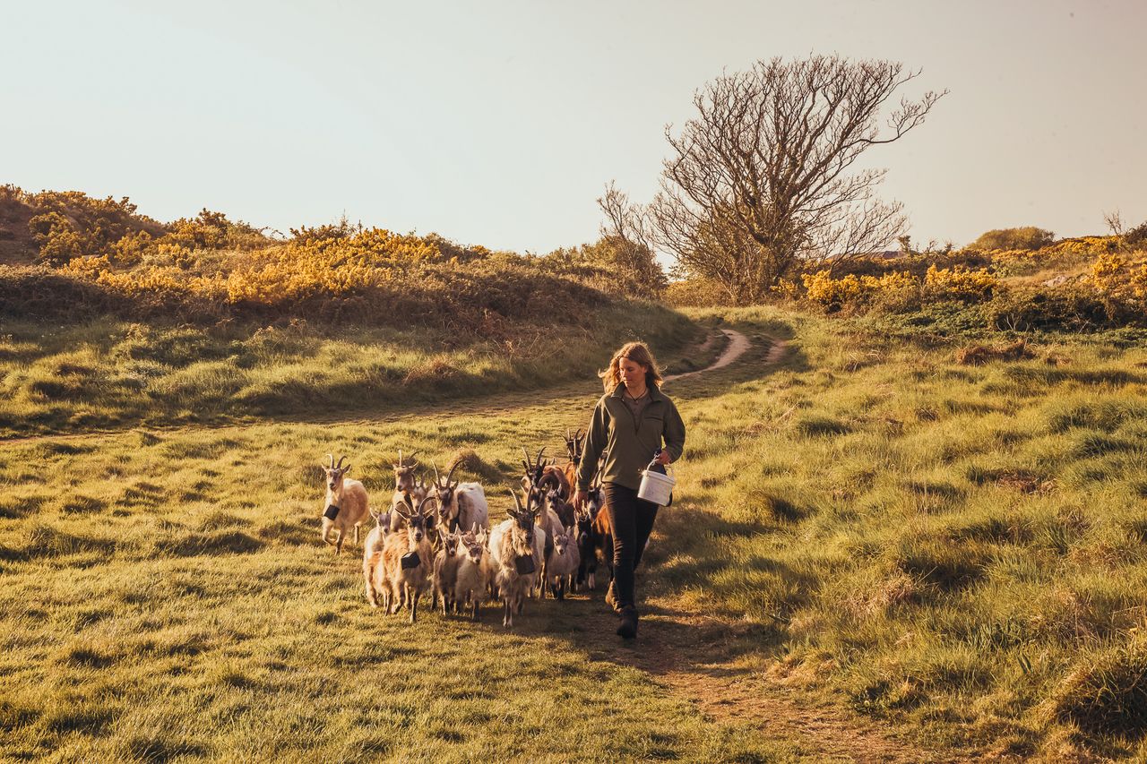 Goat herders and apprentices sought for Howth project