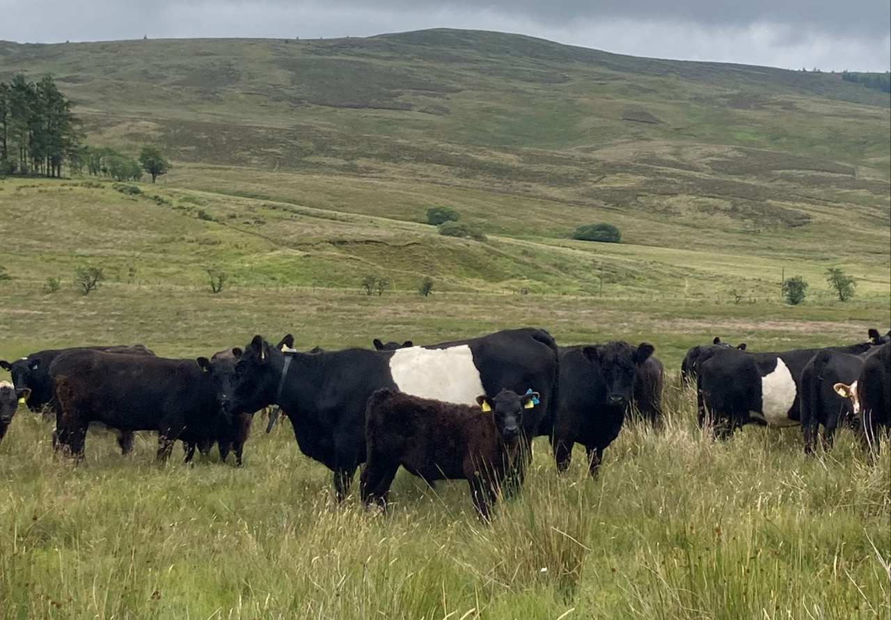 Foyle farm suckler herd trials 'virtual fencing' for hill grazing