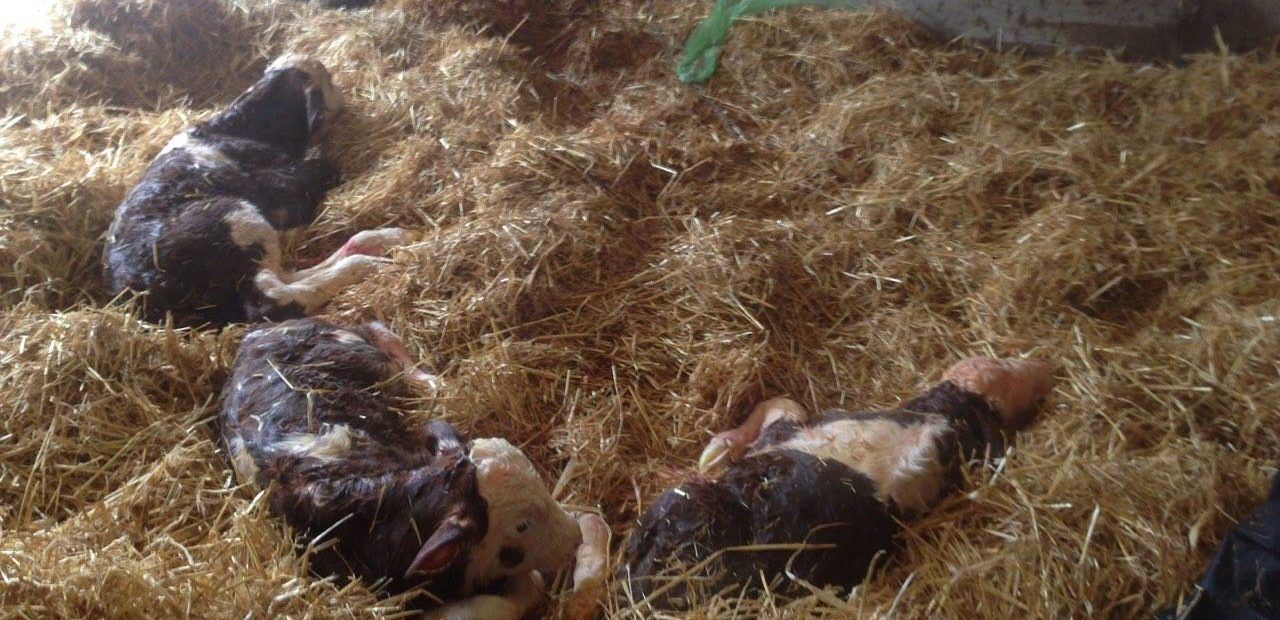 Triplet calves and 'massive' lamb delivered in the west