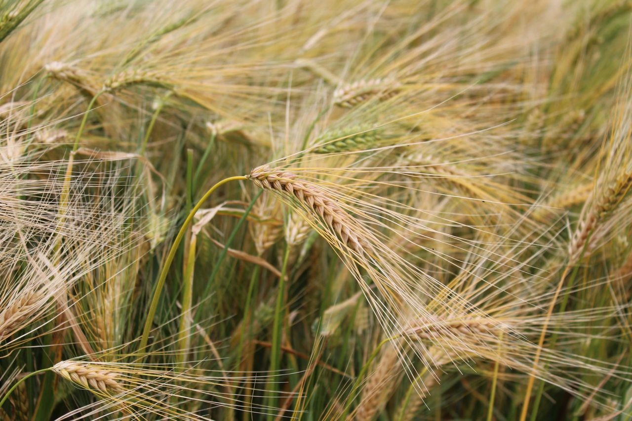 Research: Hybrid barleys could help with fertiliser costs