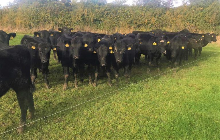 GrowthWatch: Targeting 60% of the farm grazed by the end of October