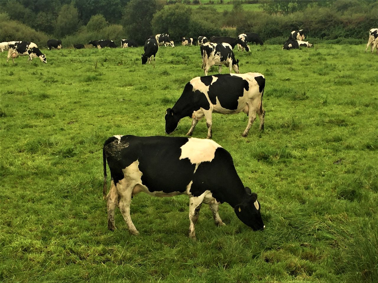 Grazing infrastructure - if you build it, the cows will come