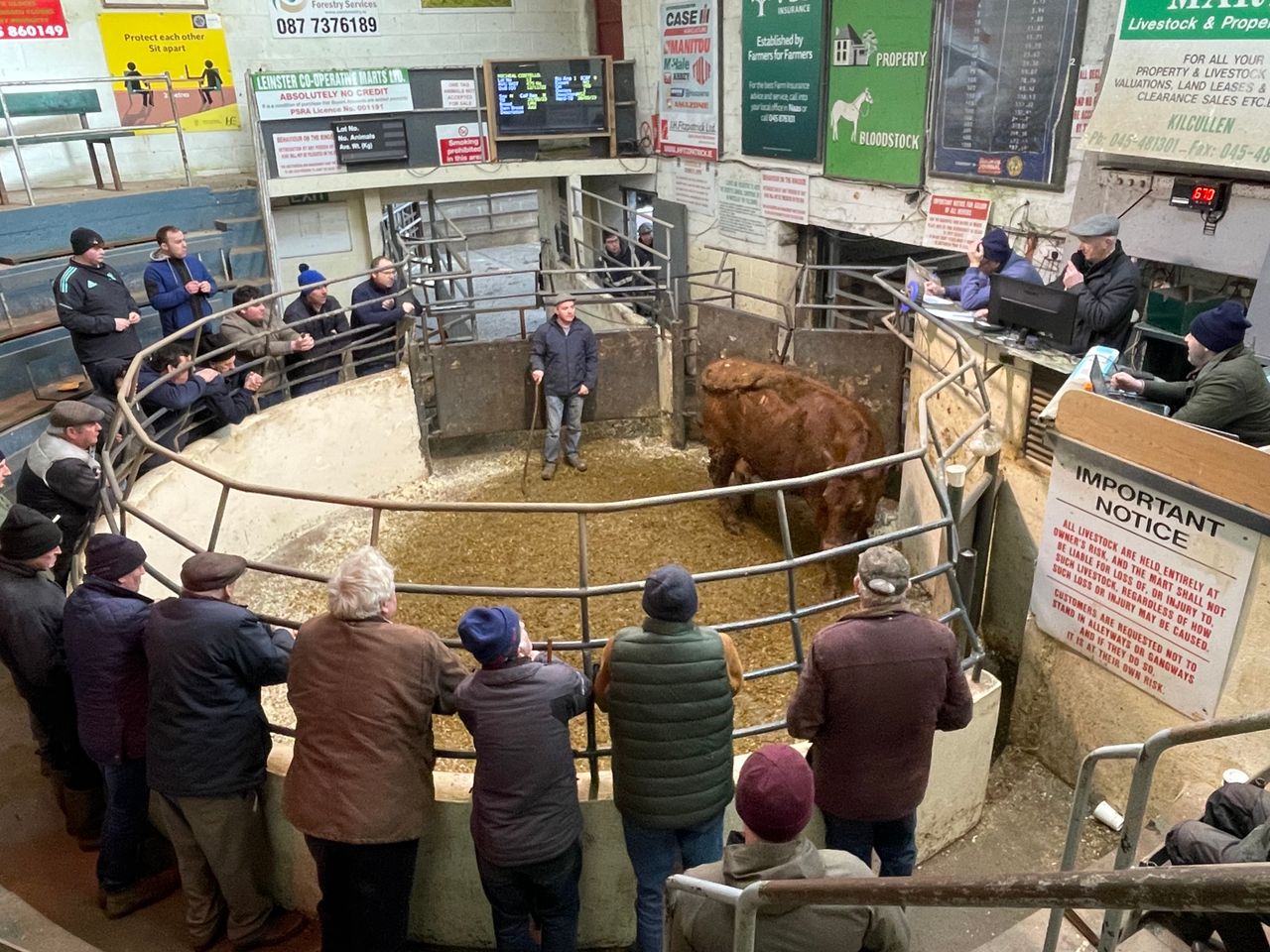 'Tougher trade' for plainer cattle at marts this week