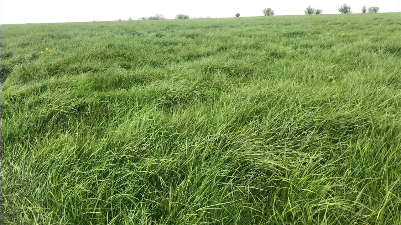Growth Watch: Keep silage quality in mind when making next grazing decision