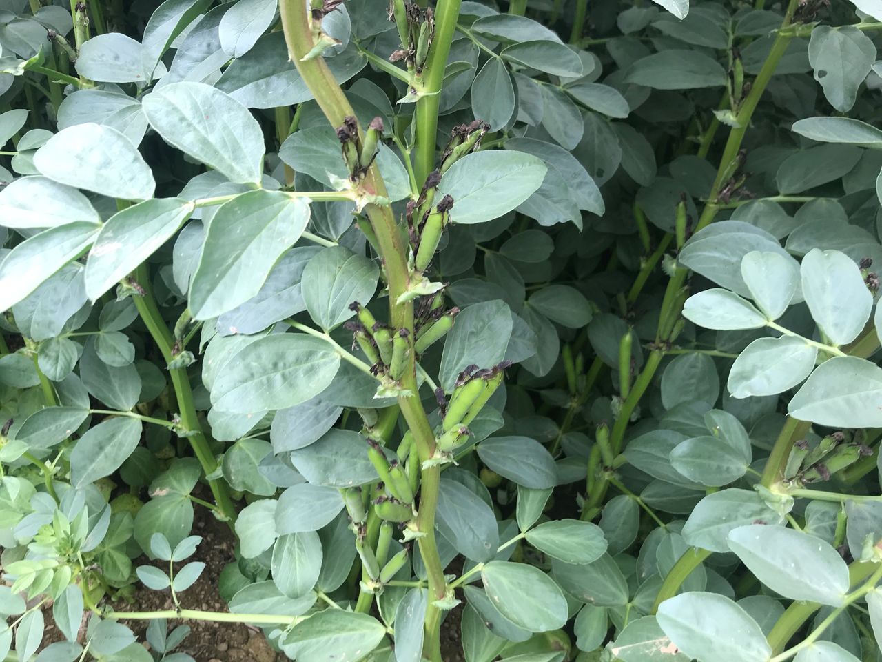 Research into Ireland's ability for plant-protein production ongoing