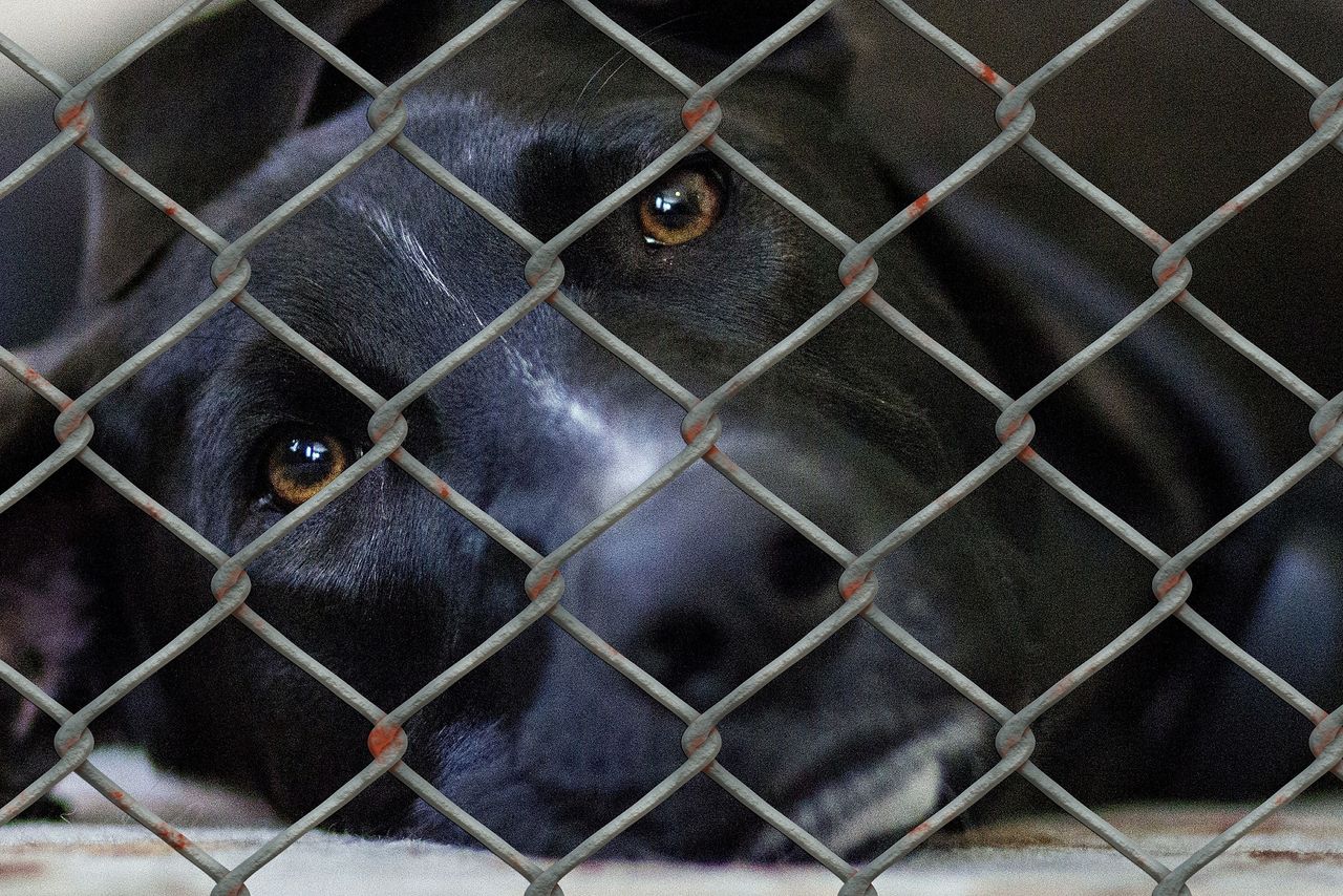 ISPCA encourages public to report any animal welfare concerns