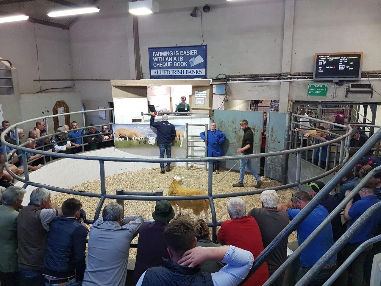 Western region Texel club sale reaches a high of €1,320