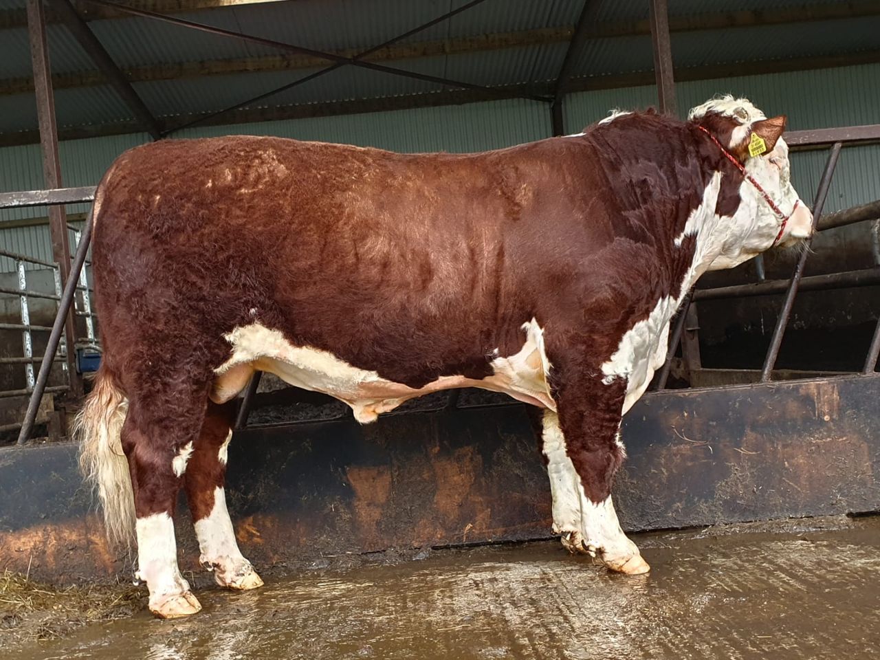 Hereford Show and Sale set for Kilmallock this Friday