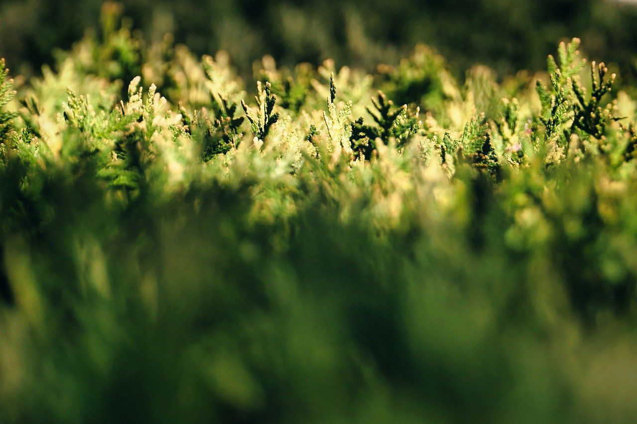 New bill which aims to 'protect hedgerows' to be launched