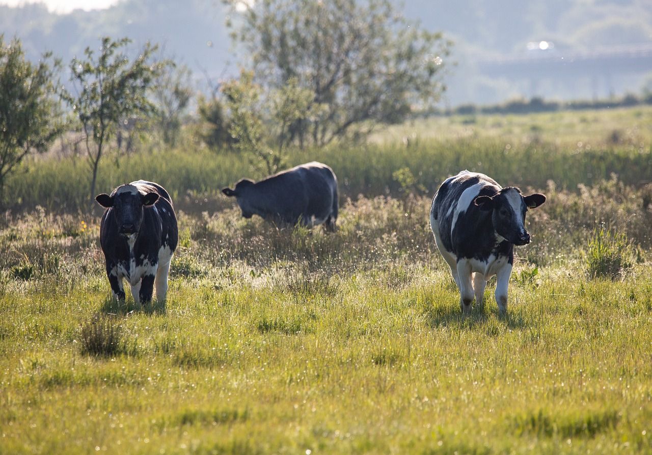 Green Party: EU budget to be 'devastating' for nature and farming