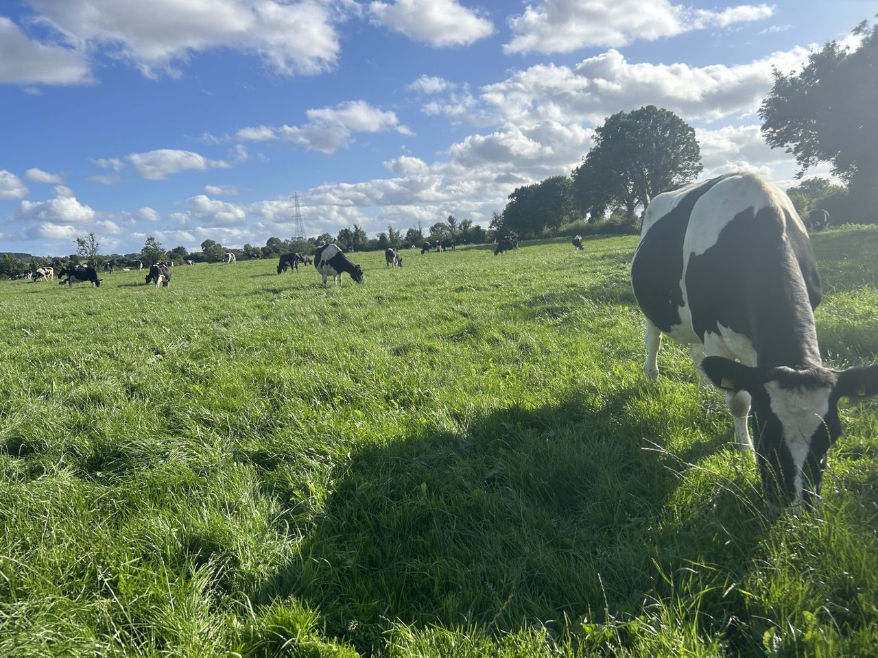 Where to next with grass, grazing, and building covers?