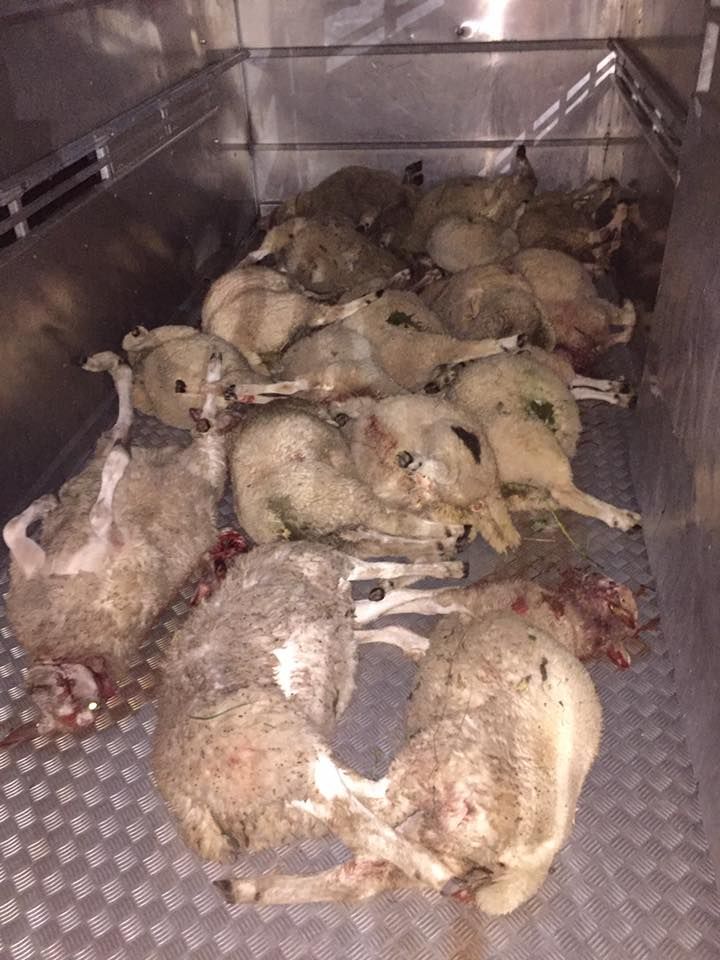 31 lambs worth almost €12,000 killed by dogs in savage attack in the UK