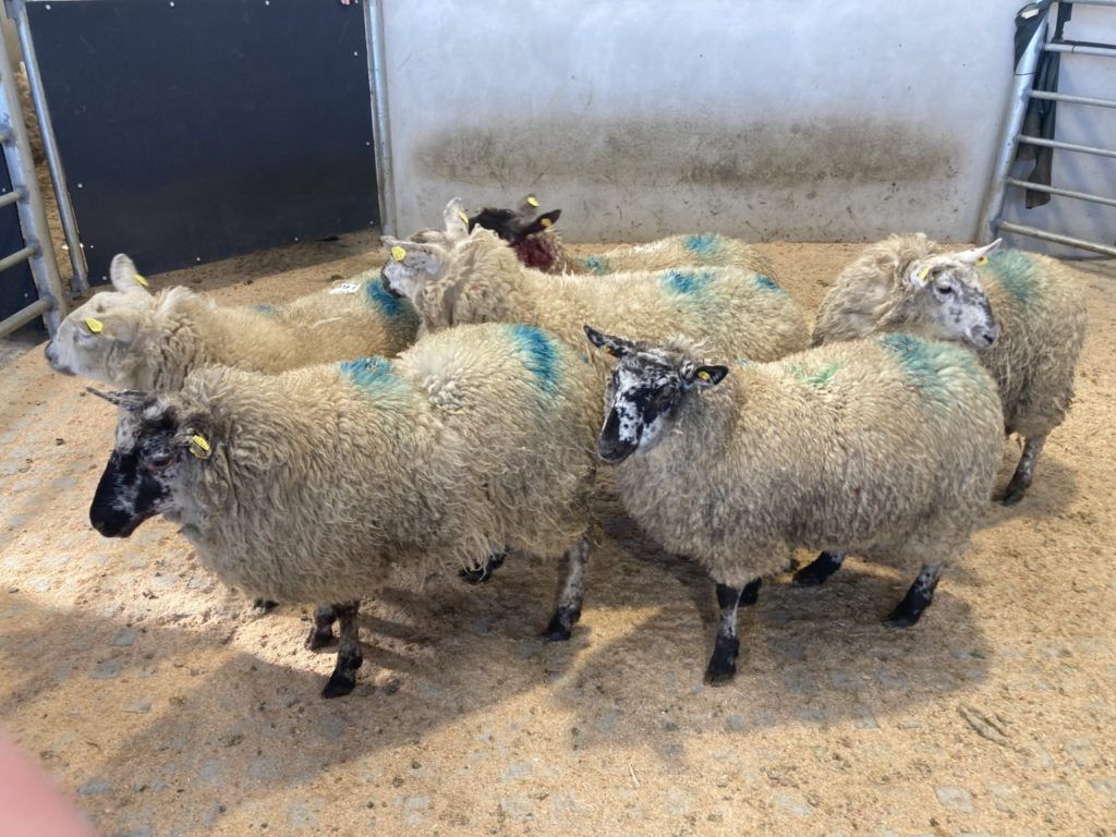 Sheep trade: Hogget prices steady overall