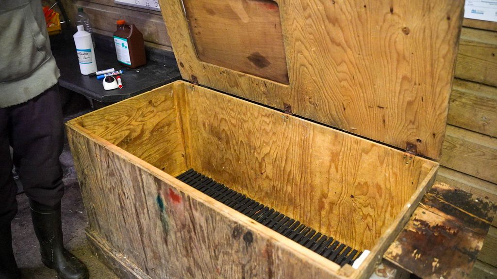 Home-made heater box for weak lambs
