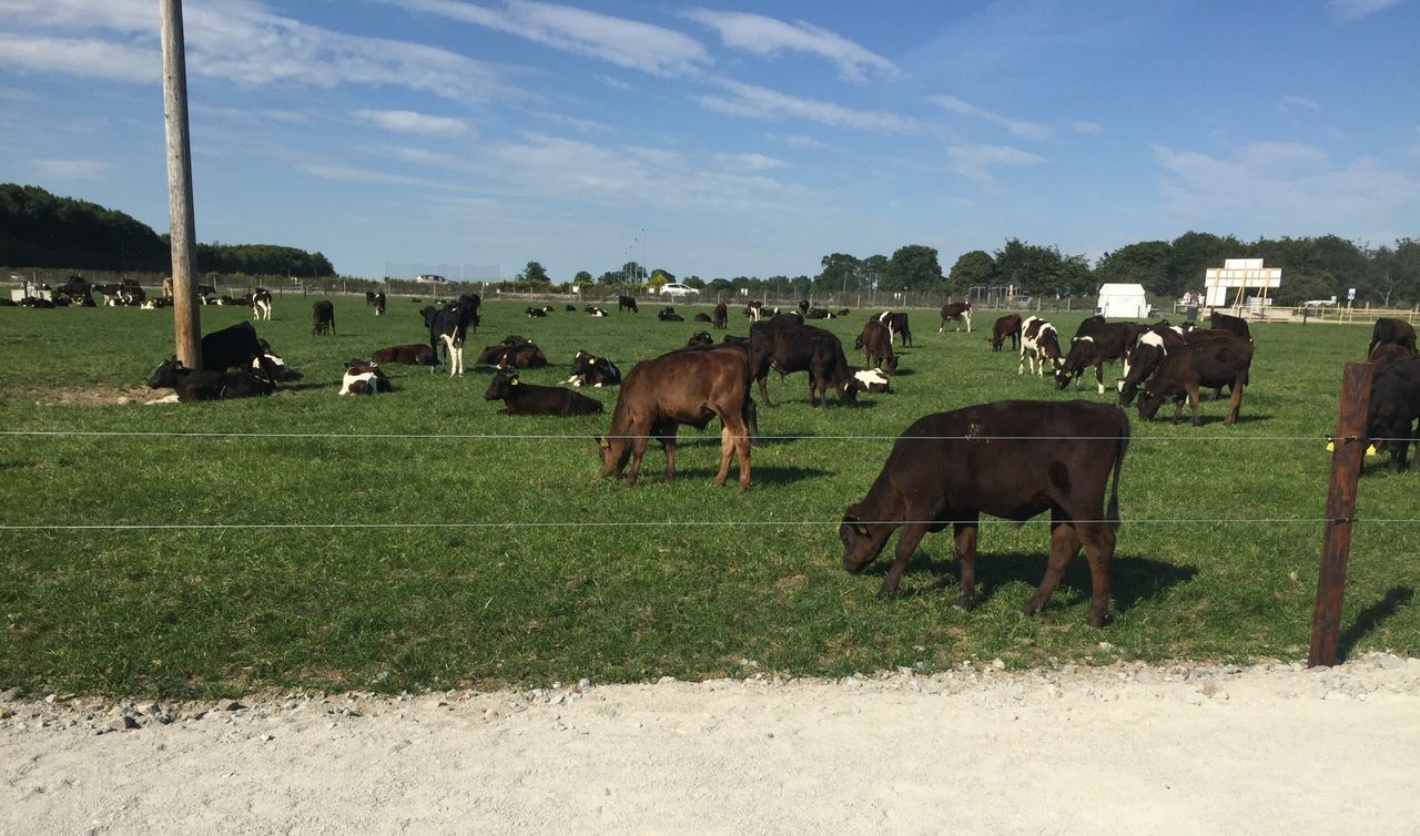 Introducing Grange's dairy calf-to-beef herd