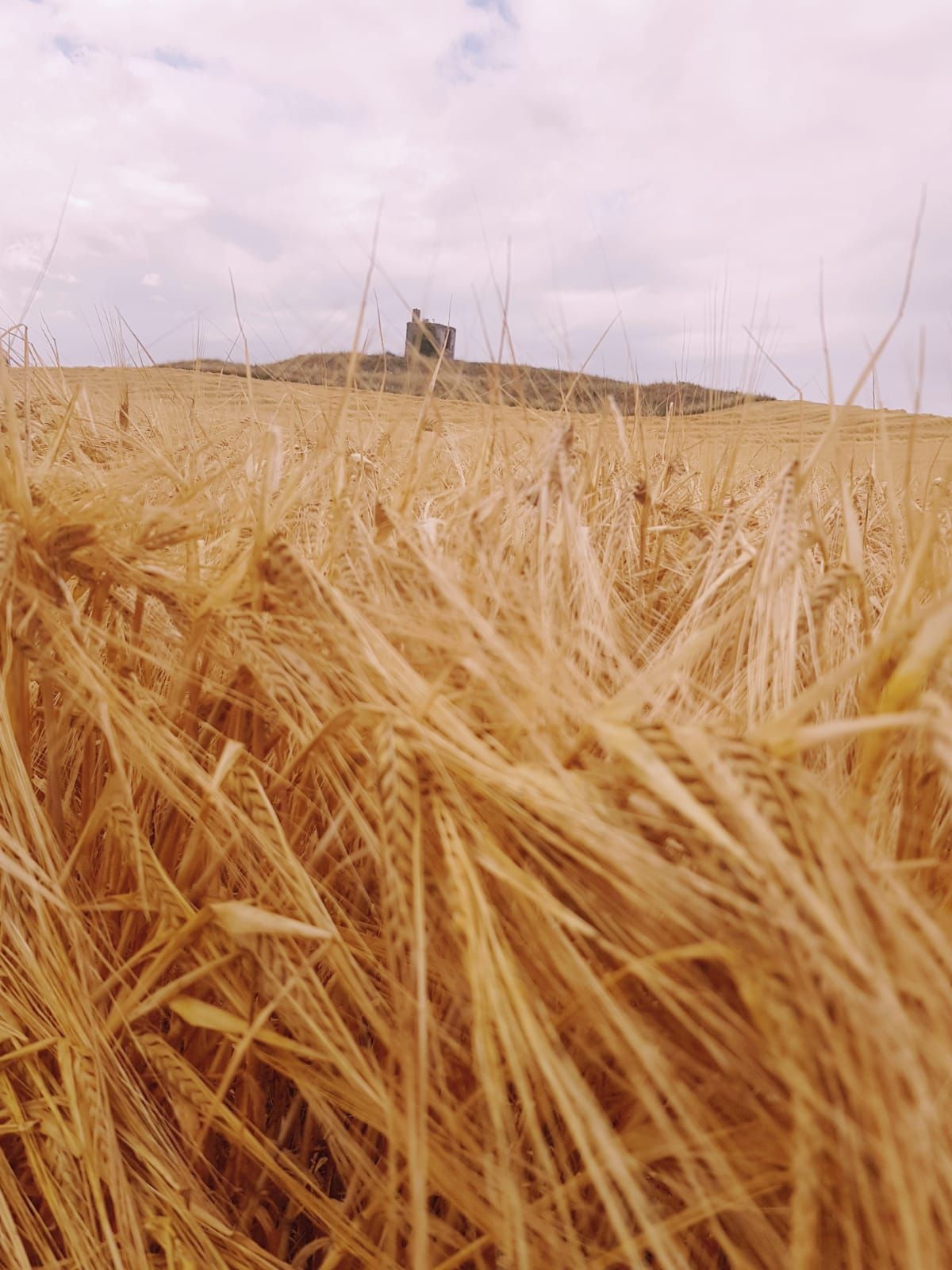 High-quality Irish distilling barley in high demand for 2022