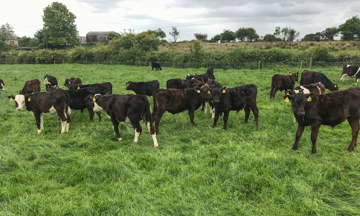 New series to focus on calf-to-beef management advice
