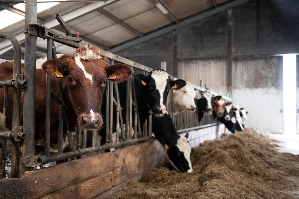 Study finds no evidence of increased cow mortality after Bovaer use
