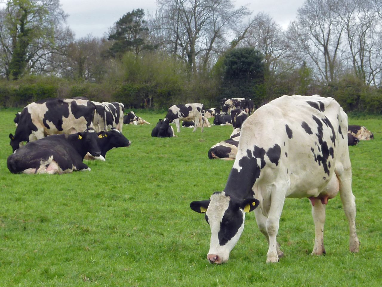Survey: 60% of farmers 'expect impact on milk supply due to dry spell'