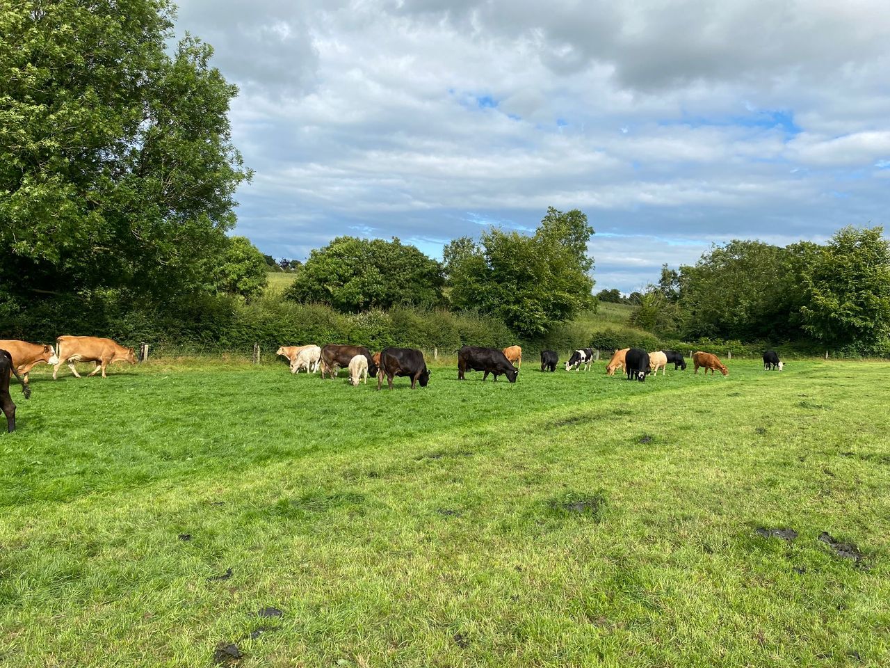 ABP Monitor Farms: Silage, sucklers and bull beef in Tipperary
