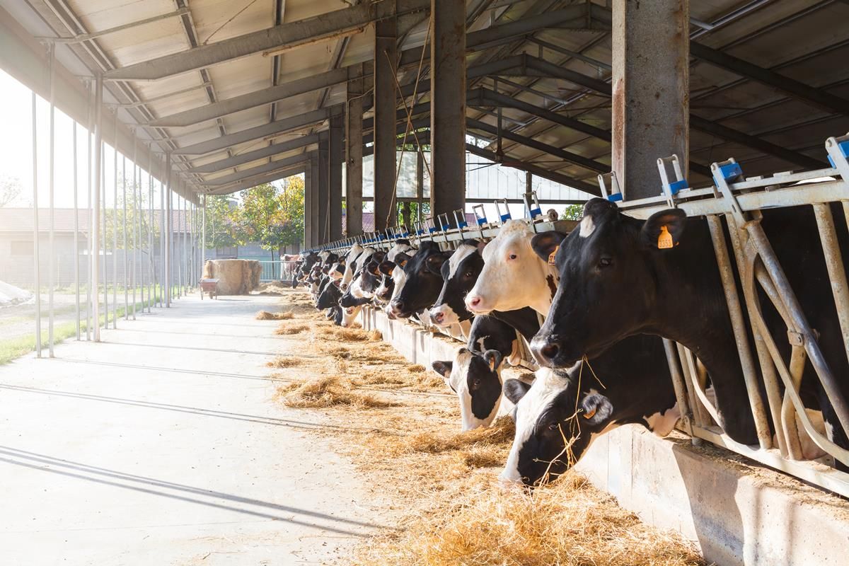 FrieslandCampina increases milk price for September