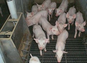 Best-practice tips for pig management - for May