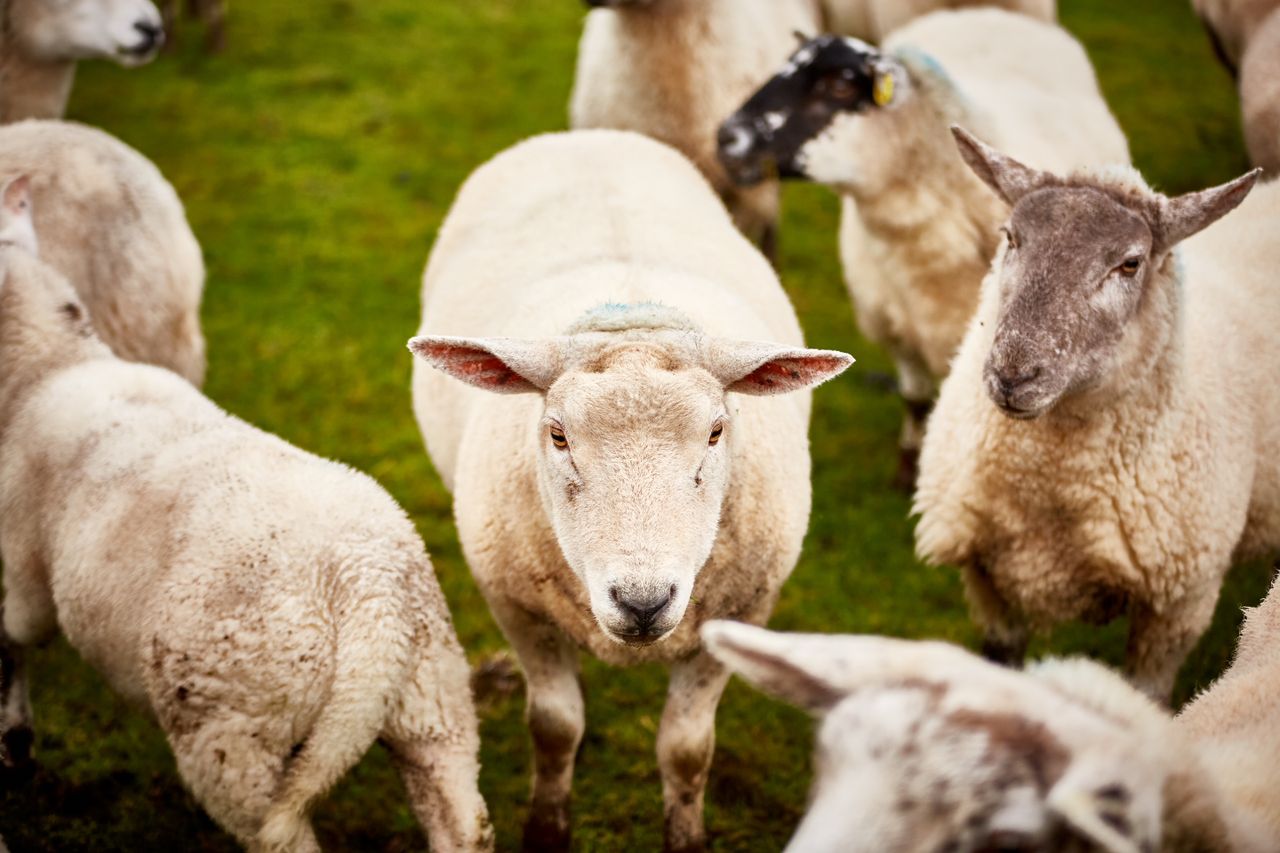 Focus: Adding value to a sheep enterprise with 'lamb ham'